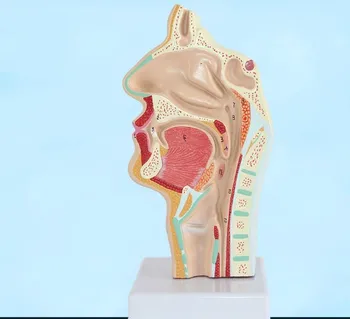 Анатомия головы Анатомическая модель человеческого рта, носовой полости и горла, модель патологии полости рта, модель сосудистого нерва, медицинское обучение